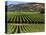 Wine Country, Napa Valley, California-John Alves-Stretched Canvas