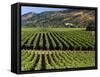 Wine Country, Napa Valley, California-John Alves-Framed Stretched Canvas