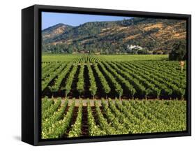 Wine Country, Napa Valley, California-John Alves-Framed Stretched Canvas