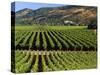 Wine Country, Napa Valley, California-John Alves-Stretched Canvas