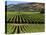 Wine Country, Napa Valley, California-John Alves-Stretched Canvas