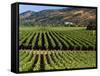 Wine Country, Napa Valley, California-John Alves-Framed Stretched Canvas