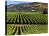 Wine Country, Napa Valley, California-John Alves-Stretched Canvas