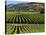 Wine Country, Napa Valley, California-John Alves-Stretched Canvas