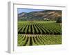 Wine Country, Napa Valley, California-John Alves-Framed Premium Photographic Print