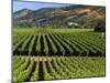 Wine Country, Napa Valley, California-John Alves-Mounted Premium Photographic Print