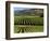 Wine Country, Napa Valley, California-John Alves-Framed Photographic Print