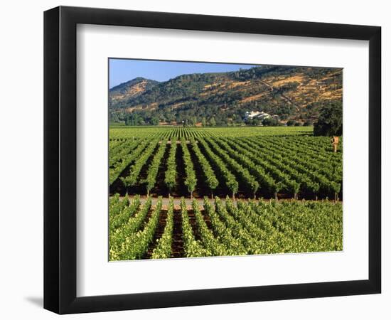 Wine Country, Napa Valley, California-John Alves-Framed Photographic Print