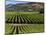 Wine Country, Napa Valley, California-John Alves-Mounted Photographic Print