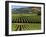 Wine Country, Napa Valley, California-John Alves-Framed Photographic Print