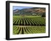 Wine Country, Napa Valley, California-John Alves-Framed Photographic Print