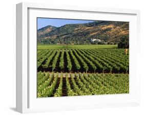 Wine Country, Napa Valley, California-John Alves-Framed Photographic Print