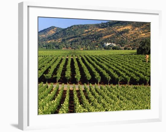 Wine Country, Napa Valley, California-John Alves-Framed Photographic Print