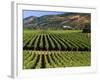 Wine Country, Napa Valley, California-John Alves-Framed Photographic Print