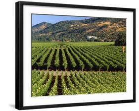 Wine Country, Napa Valley, California-John Alves-Framed Photographic Print