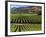 Wine Country, Napa Valley, California-John Alves-Framed Photographic Print