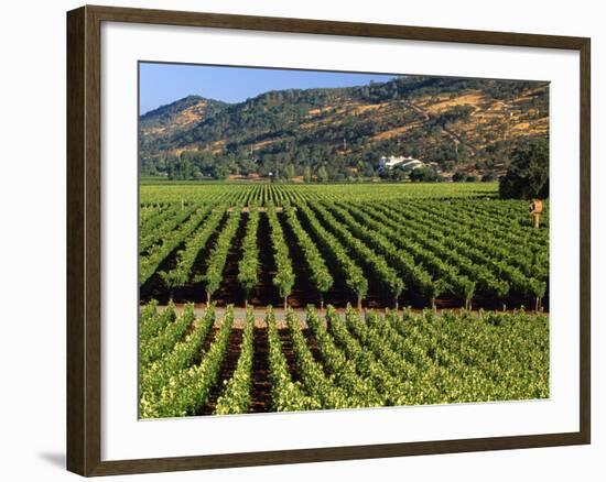 Wine Country, Napa Valley, California-John Alves-Framed Photographic Print