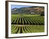 Wine Country, Napa Valley, California-John Alves-Framed Photographic Print