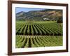 Wine Country, Napa Valley, California-John Alves-Framed Photographic Print