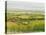 Wine Country View I-Tim O'toole-Stretched Canvas