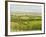 Wine Country View I-Tim O'toole-Framed Art Print