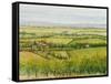 Wine Country View I-Tim O'toole-Framed Stretched Canvas