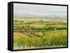 Wine Country View I-Tim O'toole-Framed Stretched Canvas