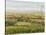 Wine Country View II-Tim O'toole-Stretched Canvas