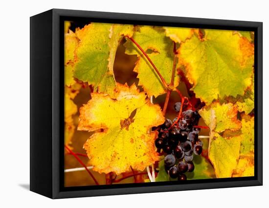 Wine Field, Chianti Region, Tuscany, Italy-Bill Bachmann-Framed Stretched Canvas