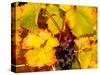 Wine Field, Chianti Region, Tuscany, Italy-Bill Bachmann-Stretched Canvas