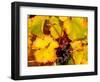 Wine Field, Chianti Region, Tuscany, Italy-Bill Bachmann-Framed Photographic Print