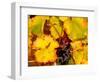 Wine Field, Chianti Region, Tuscany, Italy-Bill Bachmann-Framed Photographic Print