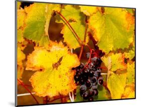 Wine Field, Chianti Region, Tuscany, Italy-Bill Bachmann-Mounted Photographic Print