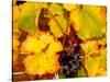 Wine Field, Chianti Region, Tuscany, Italy-Bill Bachmann-Stretched Canvas