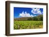 Wine grapes at Rippon Vineyard on the shore of Lake Wanaka, Otago, South Island, New Zealand-Russ Bishop-Framed Photographic Print
