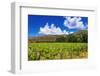 Wine grapes at Rippon Vineyard on the shore of Lake Wanaka, Otago, South Island, New Zealand-Russ Bishop-Framed Photographic Print