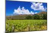 Wine grapes at Rippon Vineyard on the shore of Lake Wanaka, Otago, South Island, New Zealand-Russ Bishop-Mounted Photographic Print