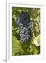 Wine Grapes, Bodegas Carrau Winery, Colon Area, Montevideo, Uruguay-Cindy Miller Hopkins-Framed Photographic Print