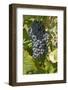 Wine Grapes, Bodegas Carrau Winery, Colon Area, Montevideo, Uruguay-Cindy Miller Hopkins-Framed Photographic Print