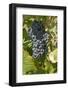 Wine Grapes, Bodegas Carrau Winery, Colon Area, Montevideo, Uruguay-Cindy Miller Hopkins-Framed Photographic Print