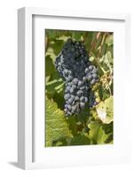 Wine Grapes, Bodegas Carrau Winery, Colon Area, Montevideo, Uruguay-Cindy Miller Hopkins-Framed Photographic Print