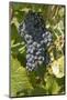 Wine Grapes, Bodegas Carrau Winery, Colon Area, Montevideo, Uruguay-Cindy Miller Hopkins-Mounted Photographic Print