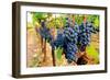 Wine Grapes on Vine #1-Lantern Press-Framed Art Print