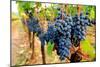Wine Grapes on Vine #1-Lantern Press-Mounted Art Print