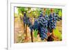 Wine Grapes on Vine #1-Lantern Press-Framed Art Print