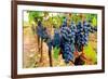 Wine Grapes on Vine #1-Lantern Press-Framed Art Print