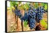 Wine Grapes on Vine #1-Lantern Press-Framed Stretched Canvas