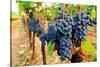 Wine Grapes on Vine #1-Lantern Press-Stretched Canvas