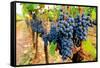 Wine Grapes on Vine #1-Lantern Press-Framed Stretched Canvas