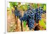 Wine Grapes on Vine #1-Lantern Press-Framed Art Print